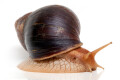 Lissachatina immaculata ssp. Mozambique adult